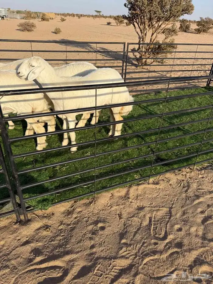 رخال حريات فواخر صنف الصنف 3