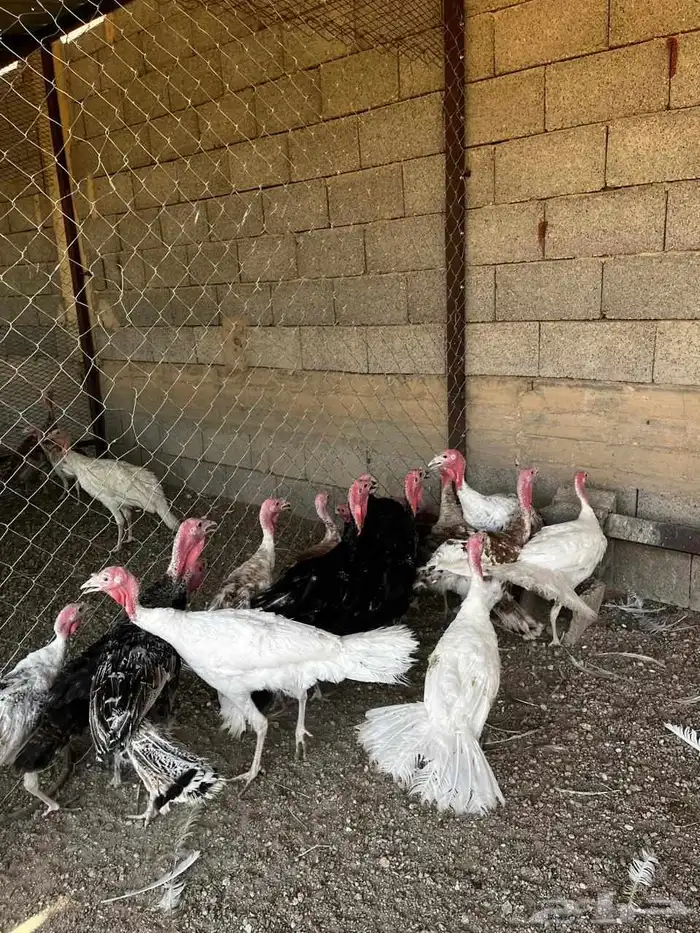 دجاج رومي وديوك 7