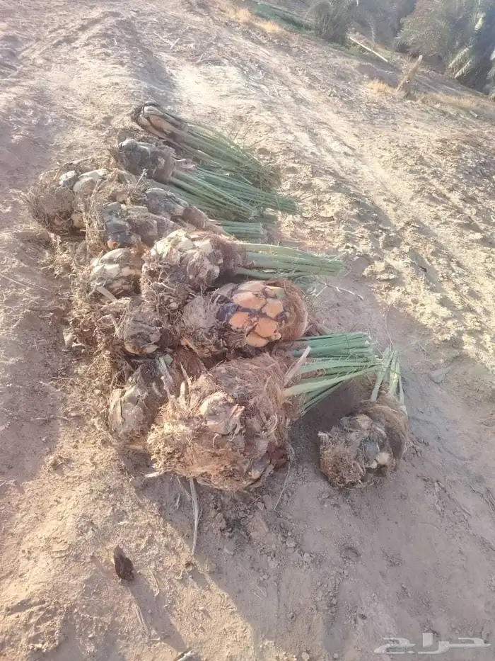 توريد جميع انواع انخيل 3