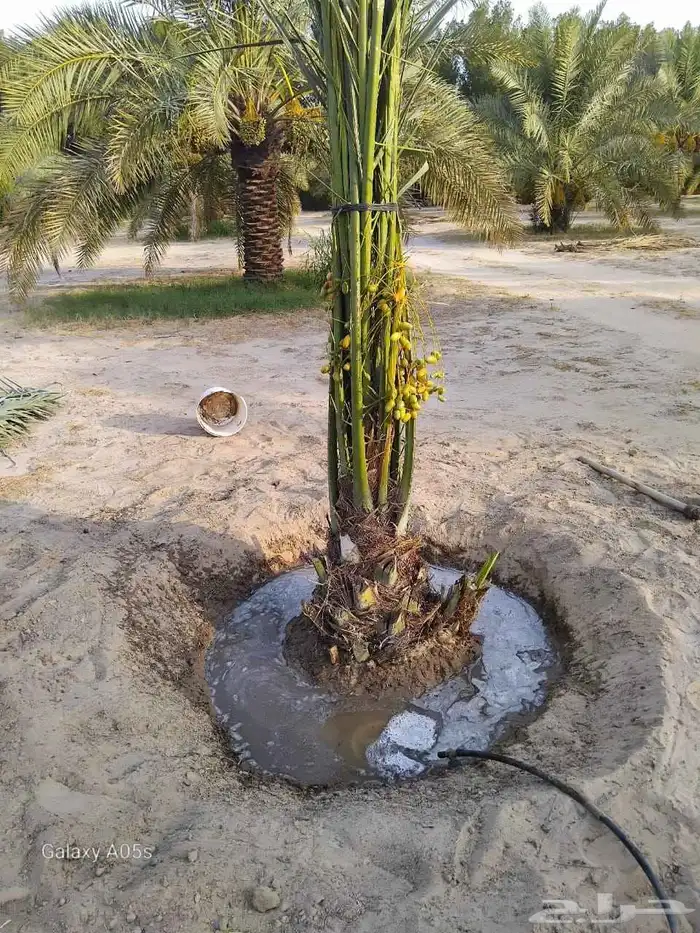يوجد لدينا جميع انواع النخيل مثمره وجميع المقاسات مختلفه 1