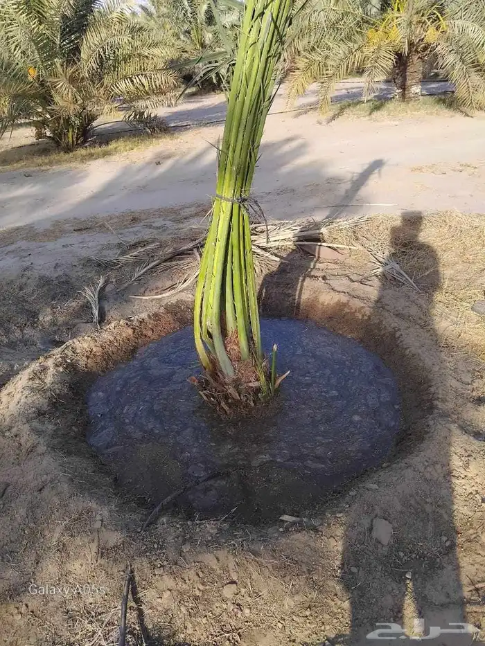 يوجد لدينا جميع انواع النخيل مثمره وجميع المقاسات مختلفه 2