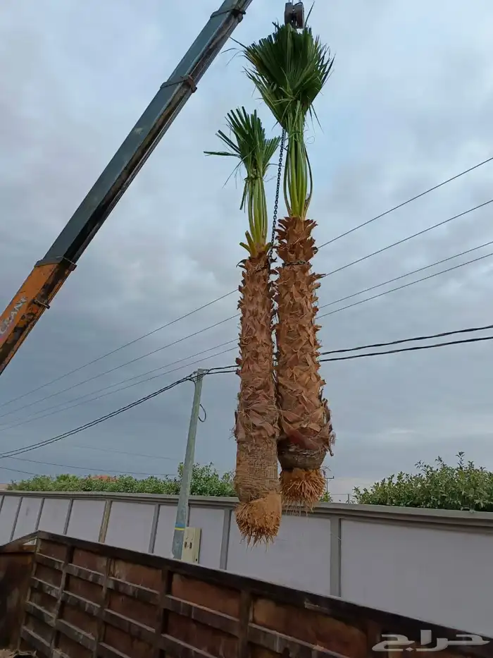 زراعه نخيل عربي واشنطني واعمال الشبوك وتوريدها 9