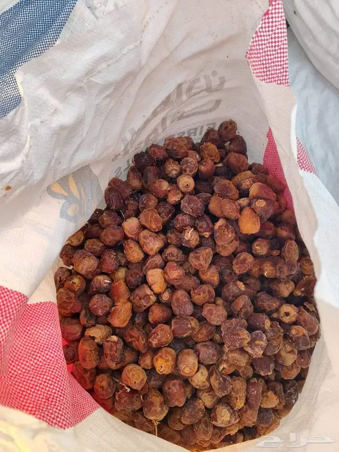 موجود حول 300كيس طحين تمر سكري ناشف 0