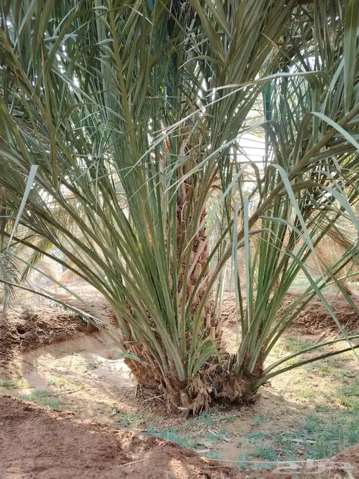 توريد جميع انواع انخيل 4