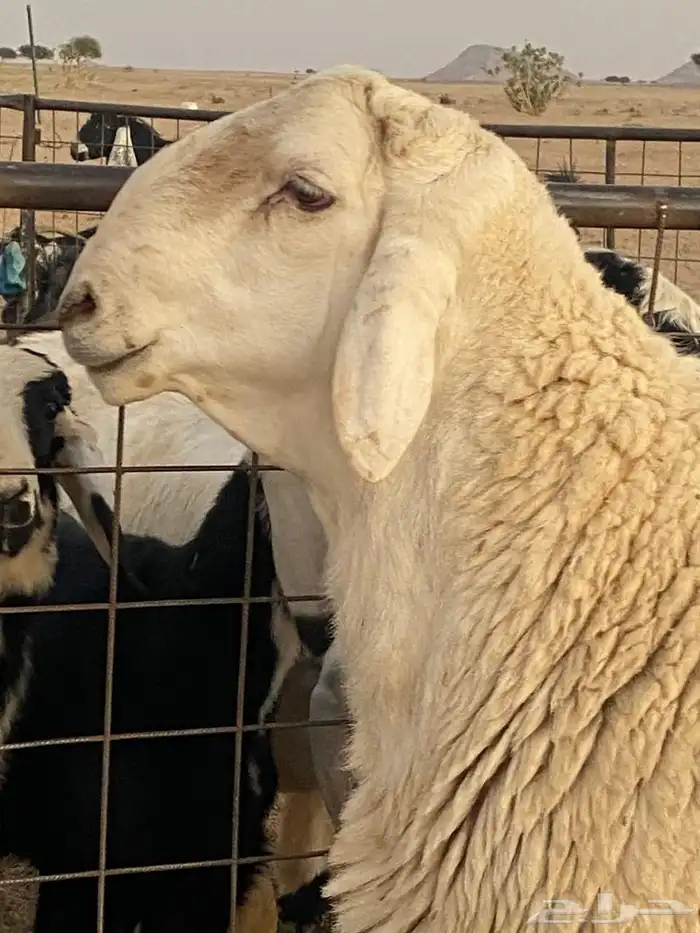 فحل حري صنف 2