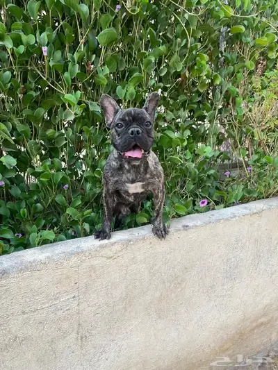 كلب للبيع فرنش بول index