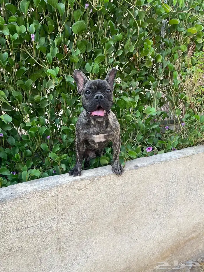 كلب للبيع فرنش بول 1