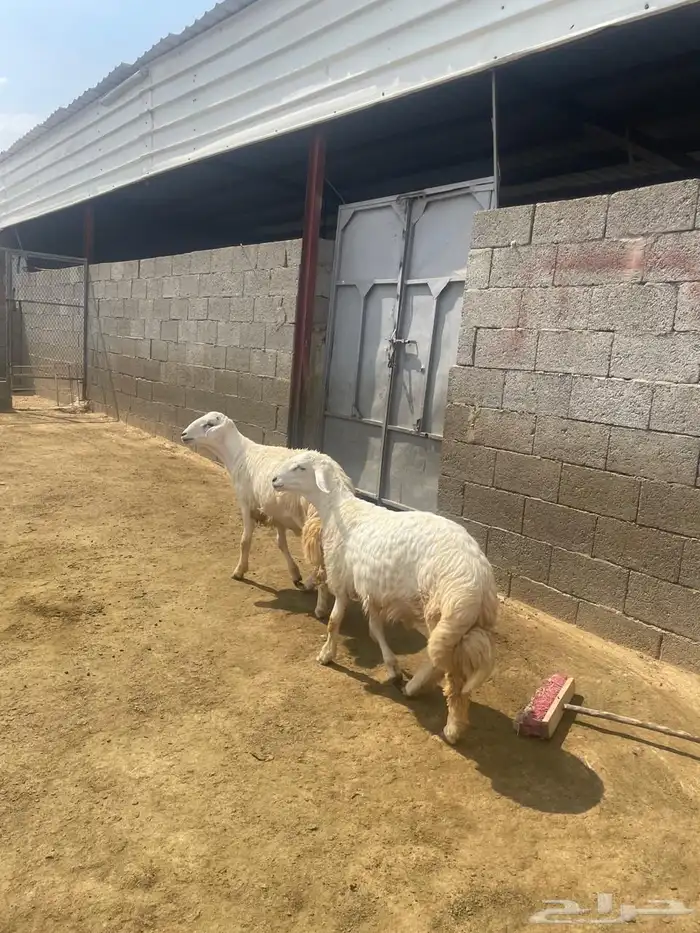 خرفان حرية 1