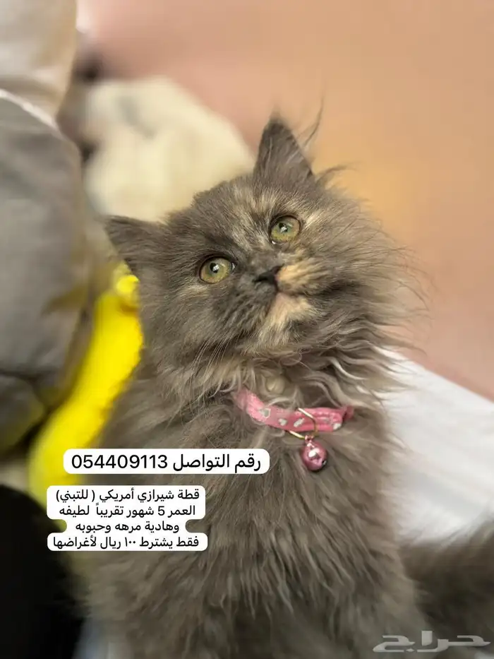 قطه للتبني 0