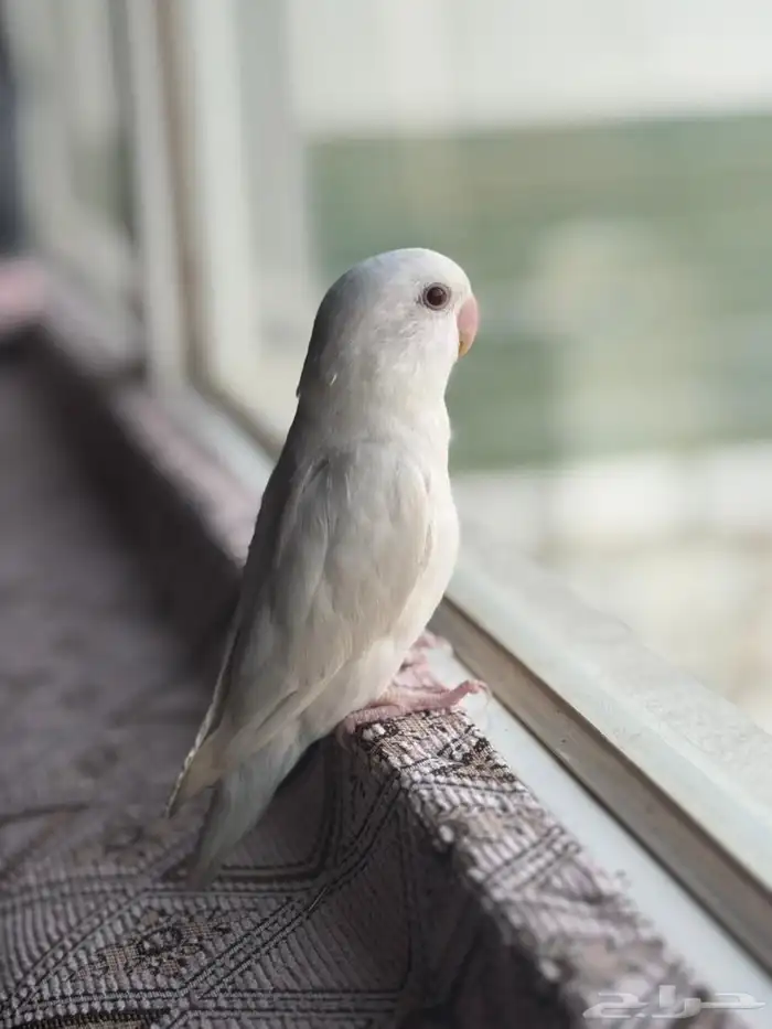 طائر روز ( ما شاء الله ) 0