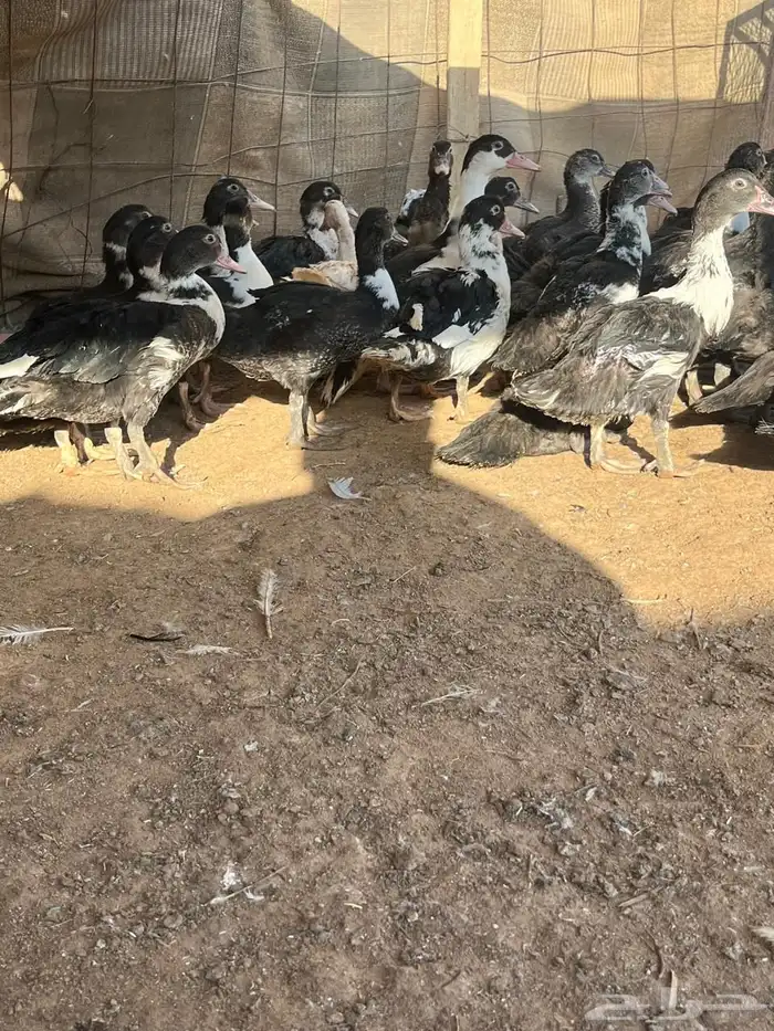 البيع بح الصحه شرط 0