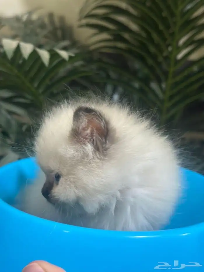 قط همالايا 8