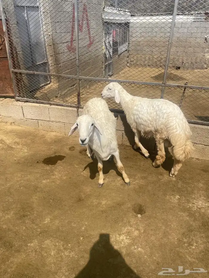 خرفان حرية 3