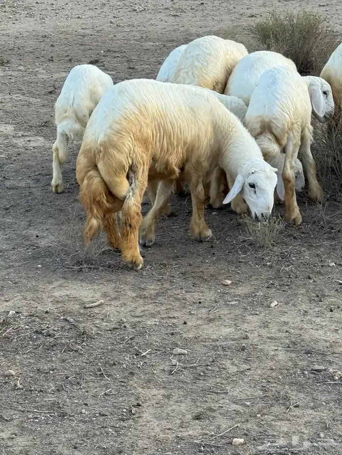طليان في بلجرشي 1