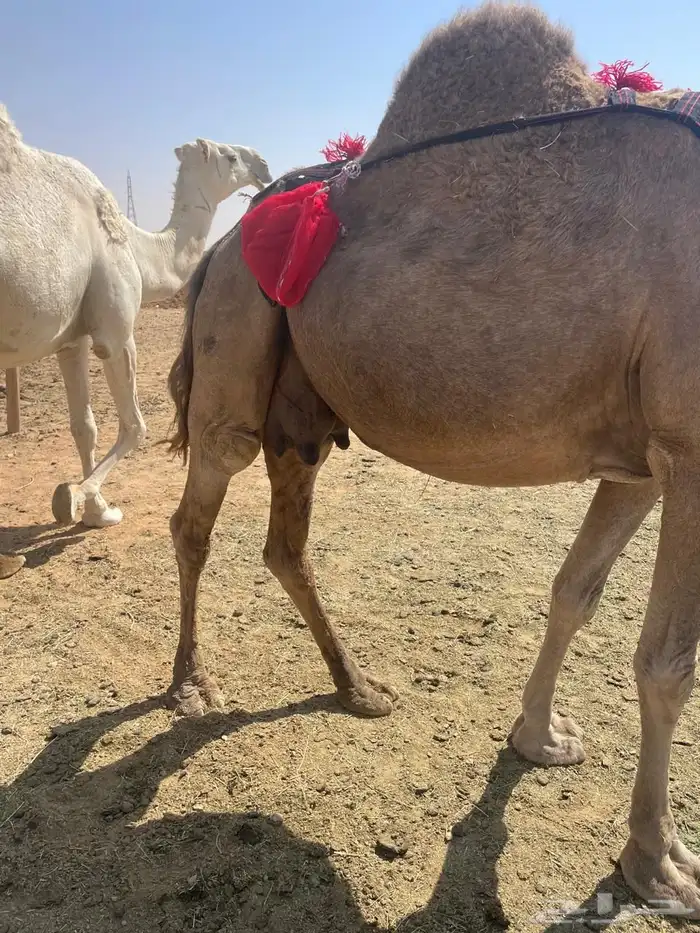 خلفه ساحليه معها بكره للبيع(تم البيع) 3