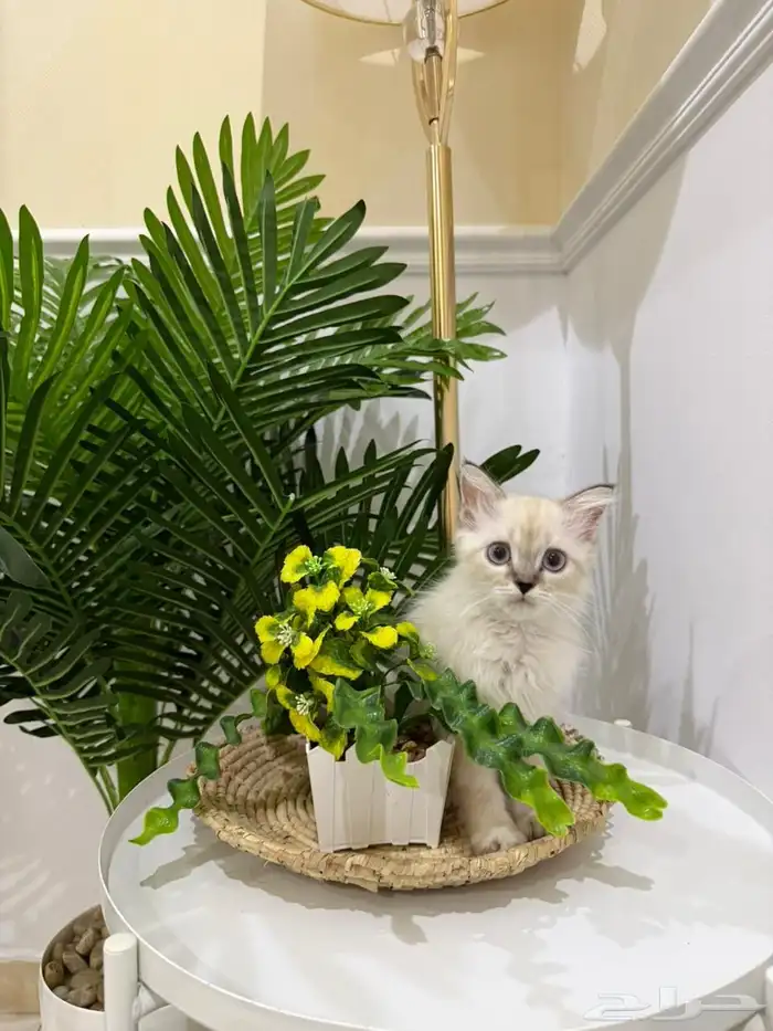 قطه صغيره هملايا 0