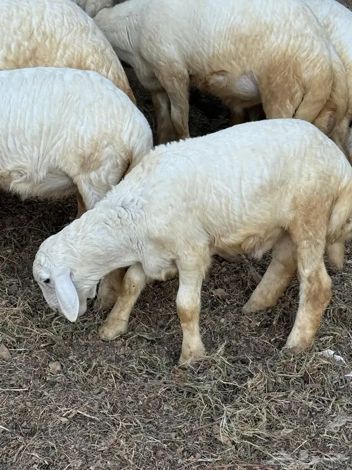 طليان في بلجرشي 5