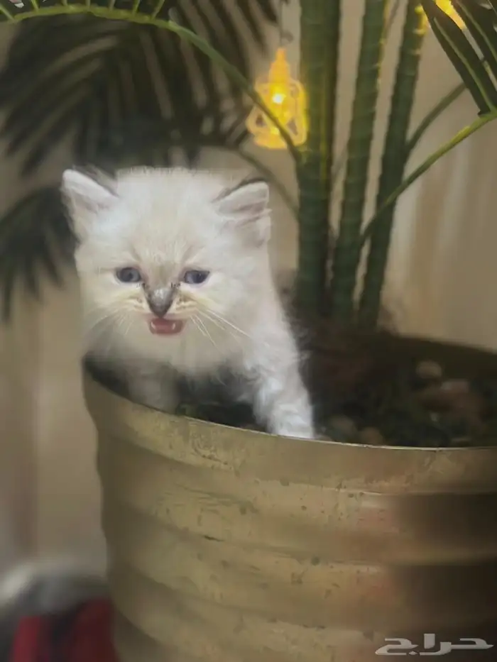 قط همالايا 3