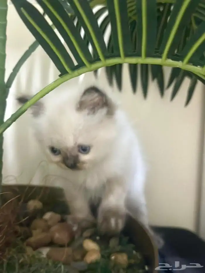 قط همالايا 0