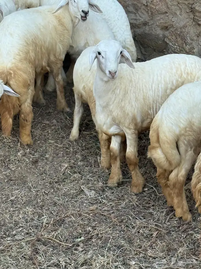 طليان في بلجرشي 12