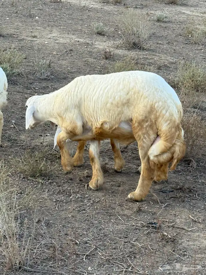 طليان في بلجرشي 7