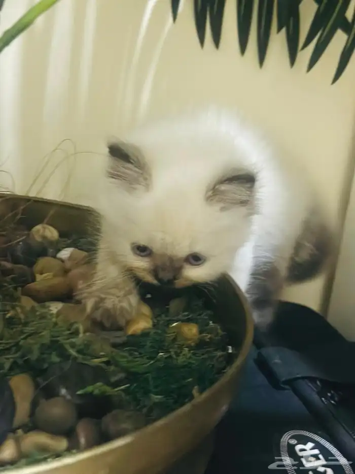 قط همالايا 5