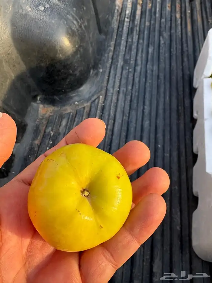 سدر باكستاني تفاحي وسدر ايراني بدون بذره 5