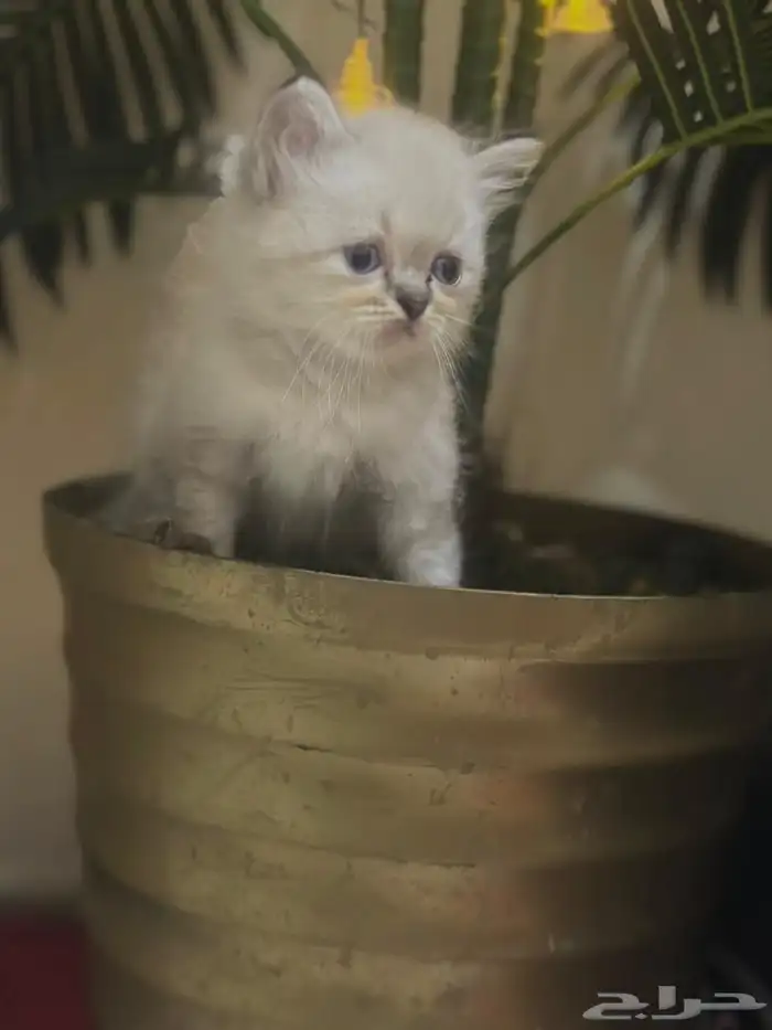 قط همالايا 2