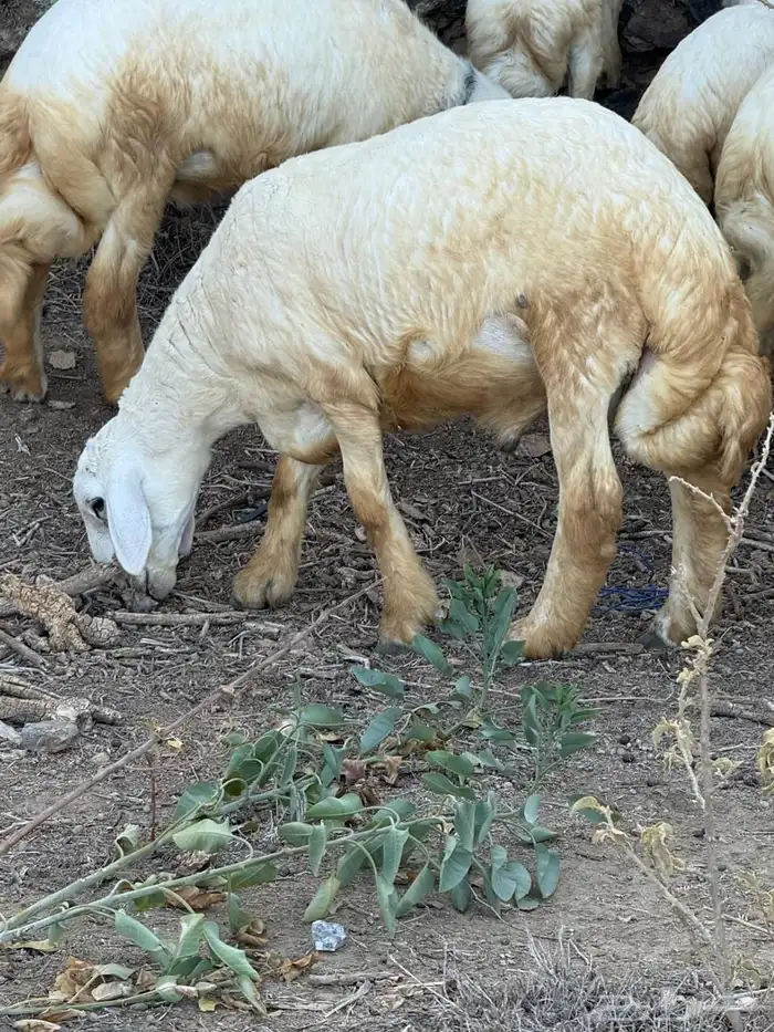 طليان في بلجرشي 2