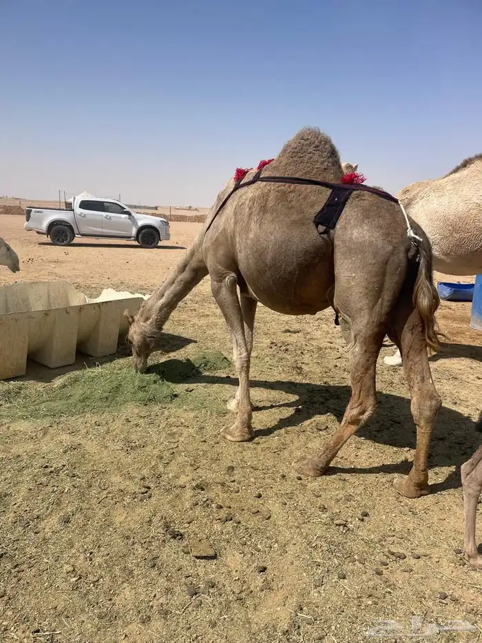 خلفه ساحليه معها بكره للبيع(تم البيع) 0