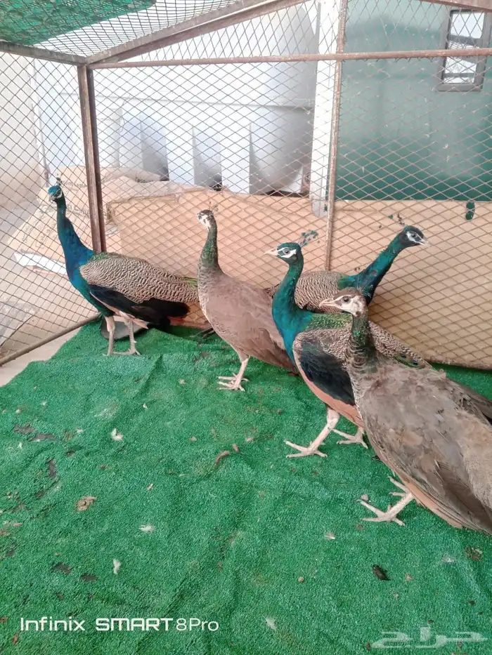 للبيع طاووس منتج اجواز او طقم 2