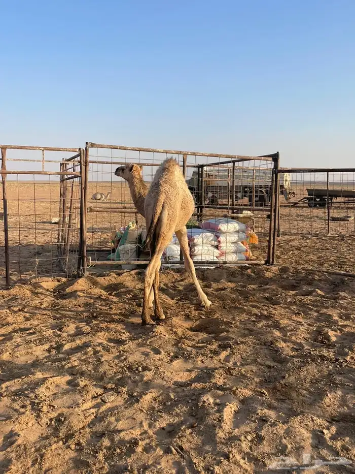 حواره للبيع 3