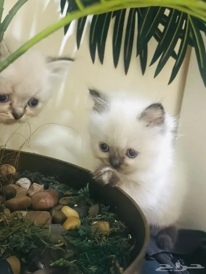 قط همالايا 4