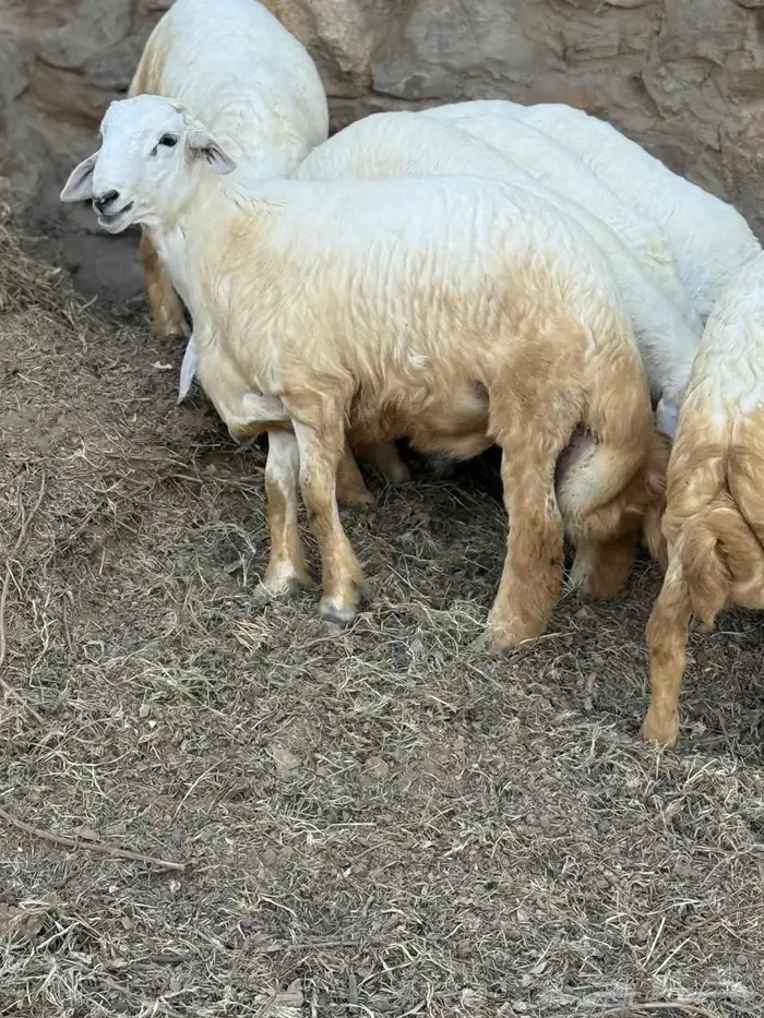 طليان في بلجرشي 11