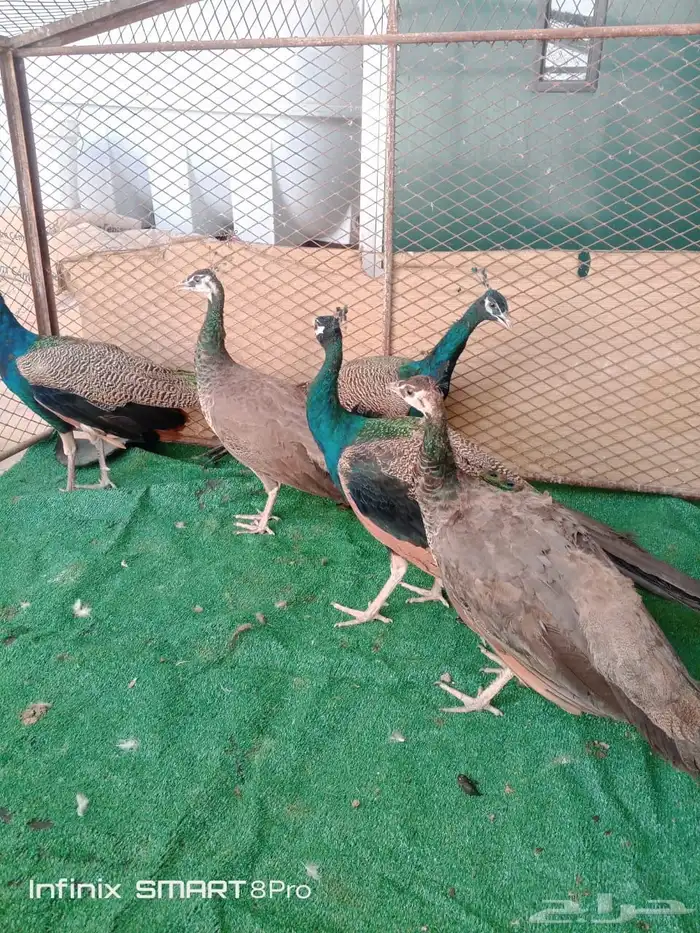 للبيع طاووس منتج اجواز او طقم 1