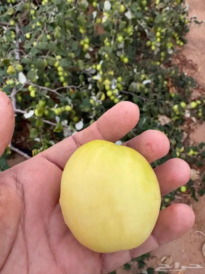 سدر باكستاني تفاحي وسدر ايراني بدون بذره 3