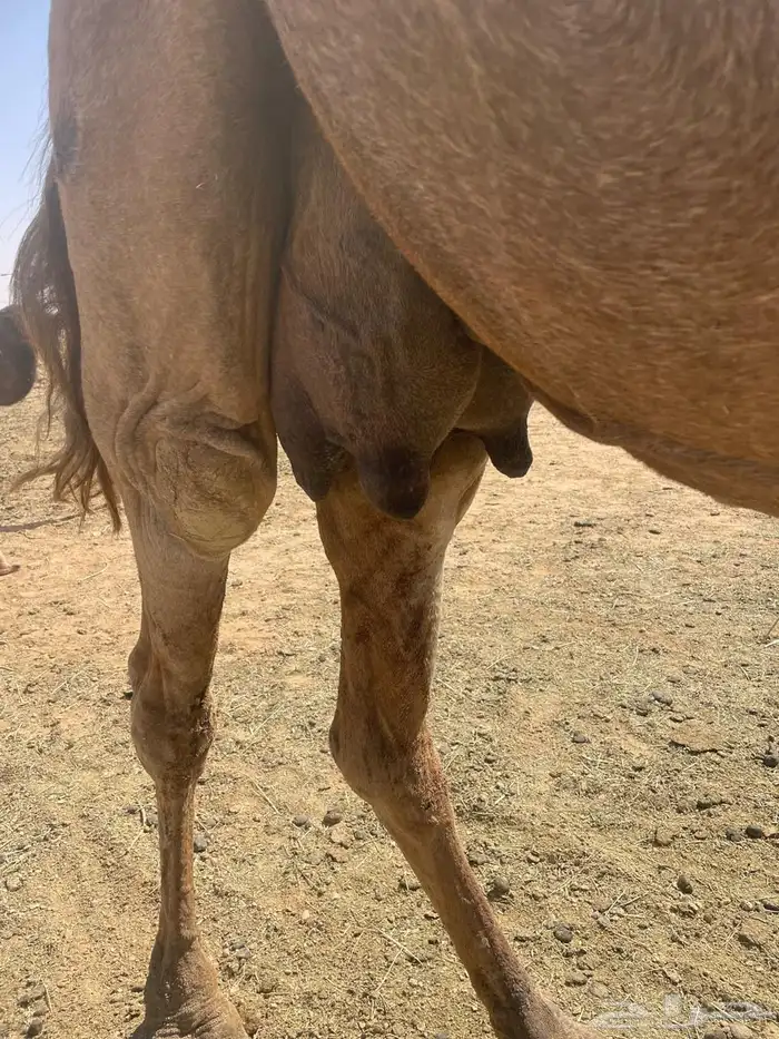 خلفه ساحليه معها بكره للبيع(تم البيع) 2