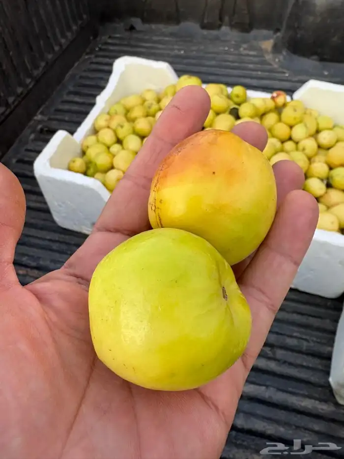 سدر باكستاني تفاحي وسدر ايراني بدون بذره 6