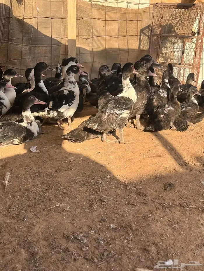 البيع بح الصحه شرط 1