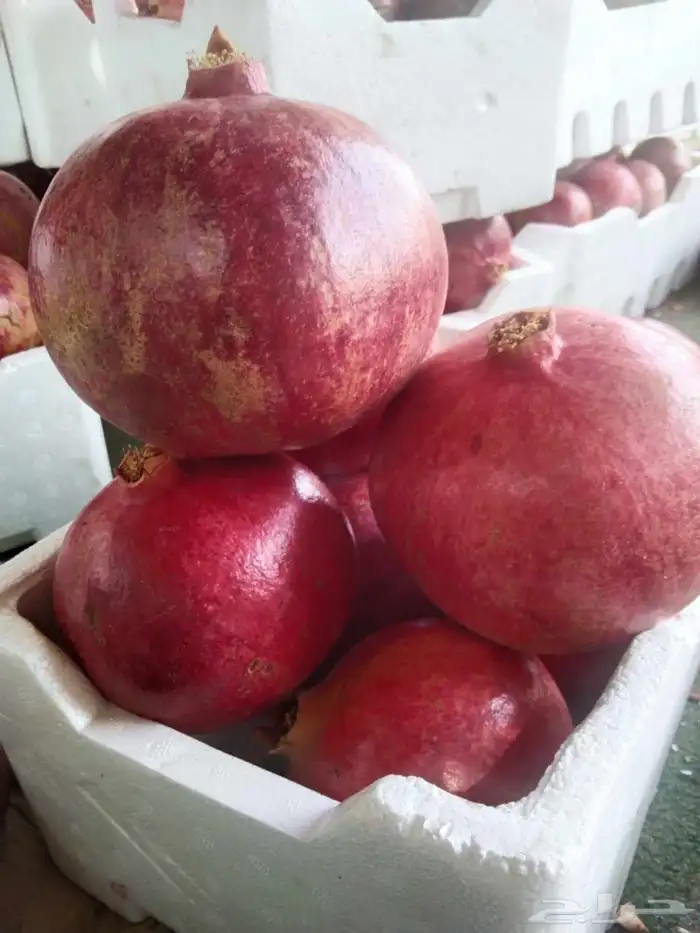 رمان الشيحية 0