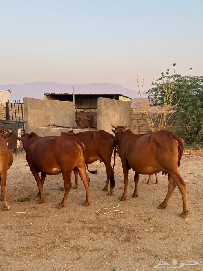 بقر مقاني بلدي 1