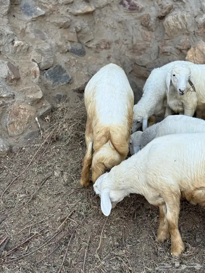 طليان في بلجرشي 4