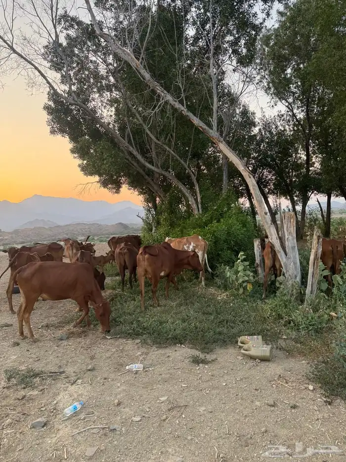 بقر مقاني بلدي 3