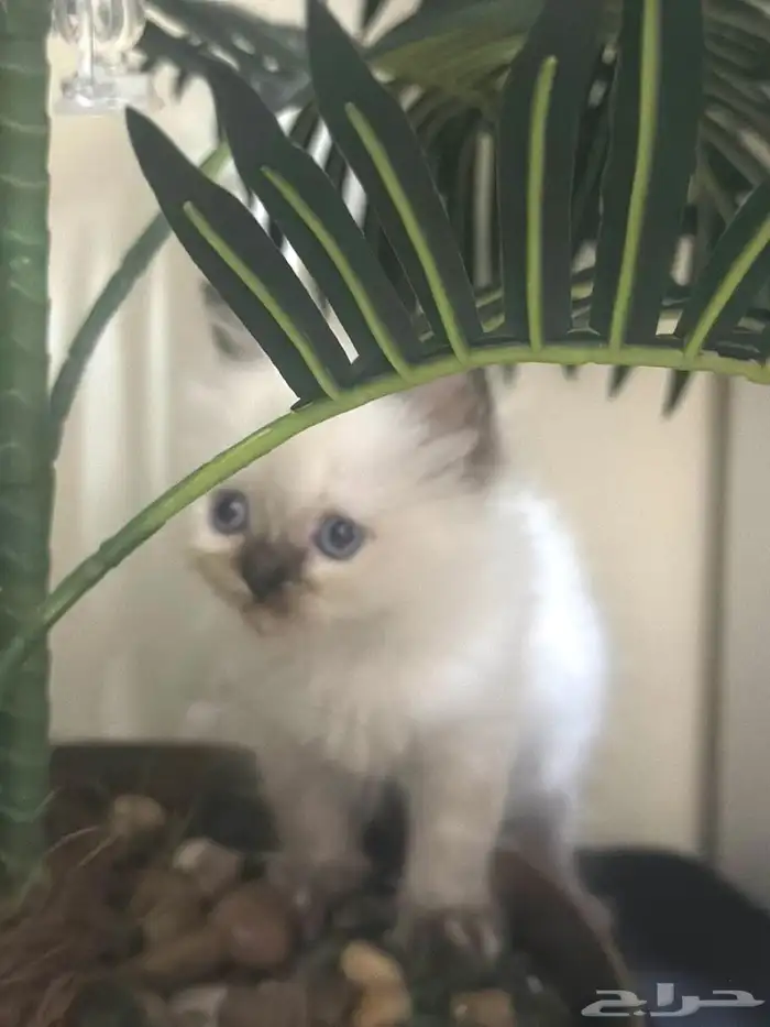 قط همالايا 1