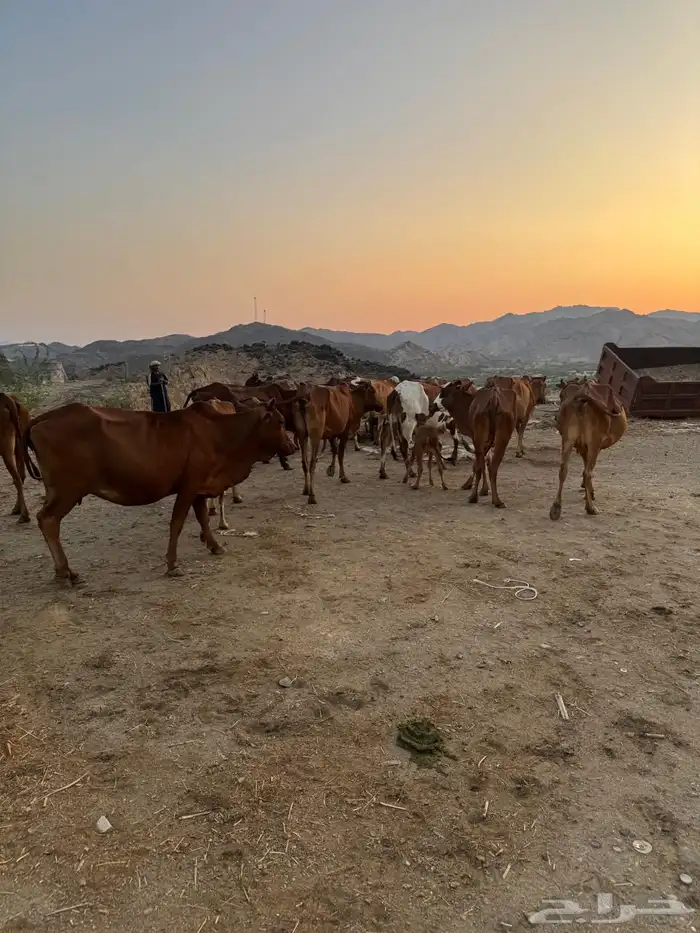 بقر مقاني بلدي 5