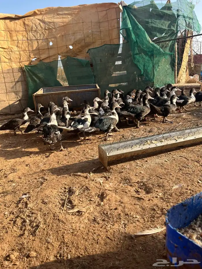 البيع بح الصحه شرط 2