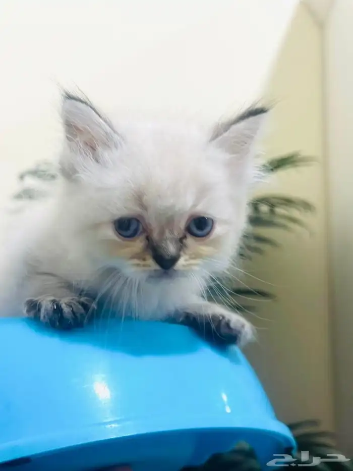 قط همالايا 6