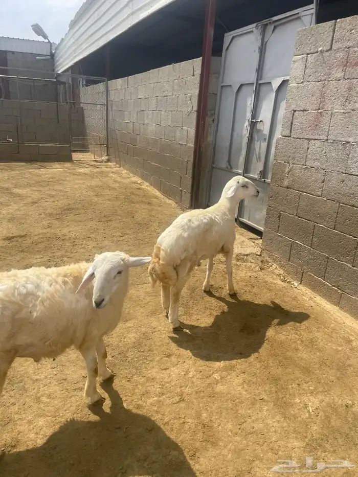 خرفان حرية 2