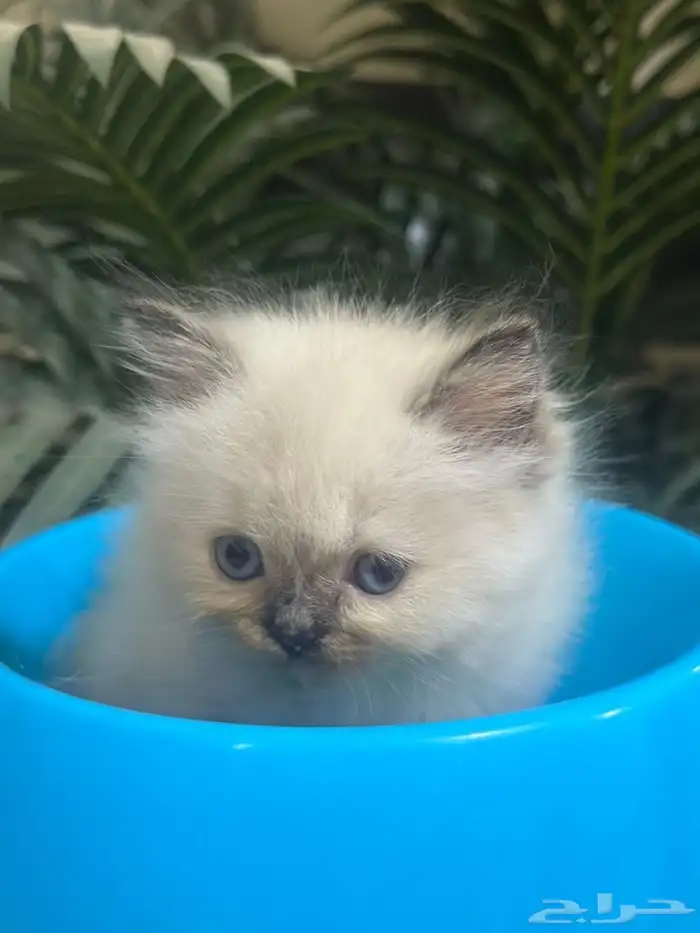 قط همالايا 7