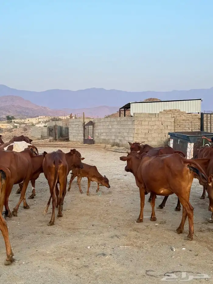 بقر مقاني بلدي 0